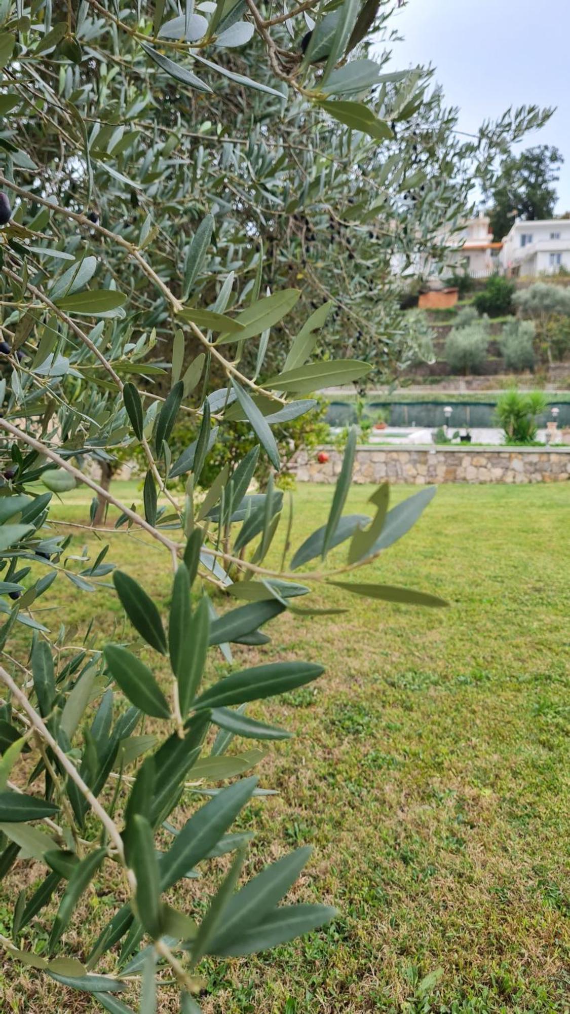 מלון אולסינץ' La Hacienda מראה חיצוני תמונה